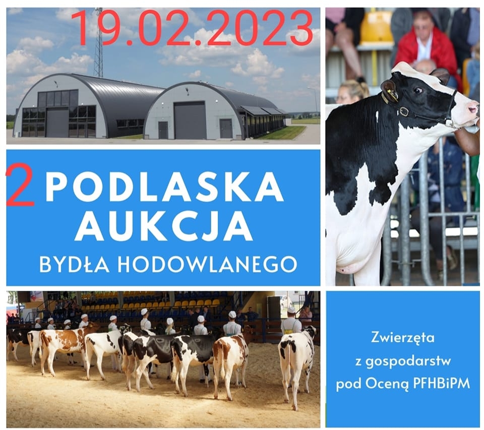 2 PODLASKA AUKCJA BYDŁA HODOWLANEGO