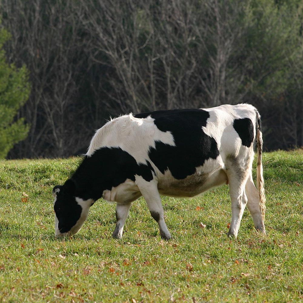 Strona internetowa Spółdzielni Producentów Bydła ,,ROZT-BEEF