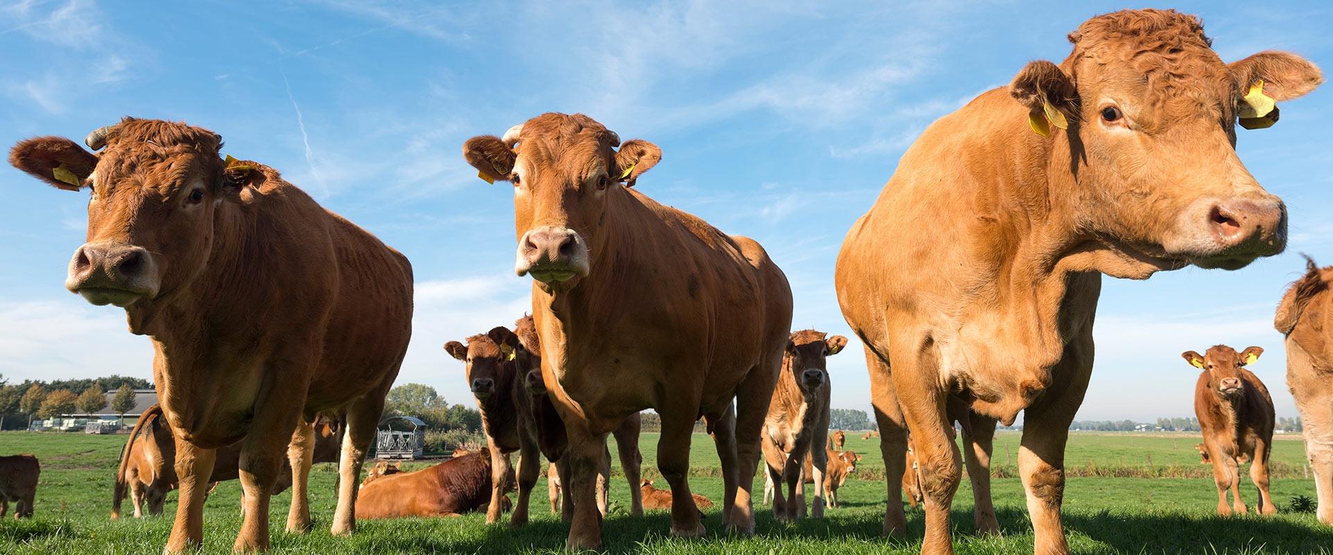 Spółdzielnia Producentów Bydła ROZT-BEEF