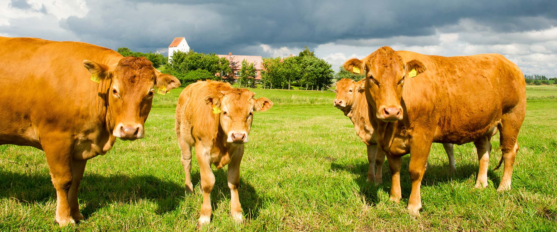 Spółdzielnia Producentów Bydła ROZT-BEEF