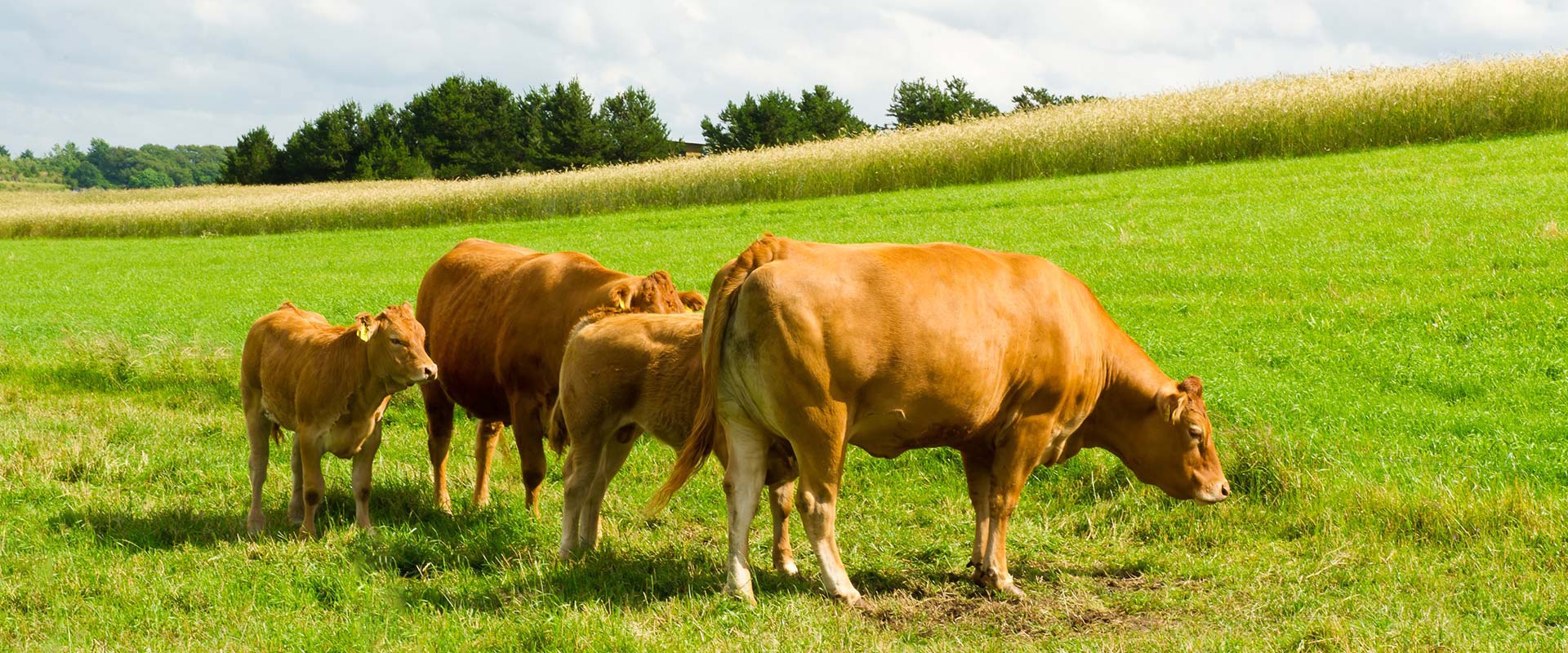 Spółdzielnia Producentów Bydła ROZT-BEEF